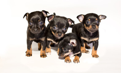 Funny beautiful toy terrier puppies isolated on white background. Cute pet friend. many puppies