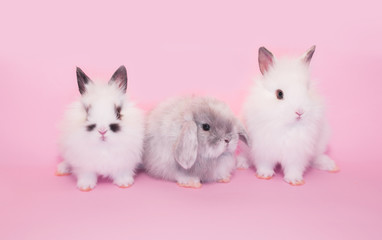 Beautiful white rabbit on a pink background with copy space. Easter concept, colorful background for greeting card.