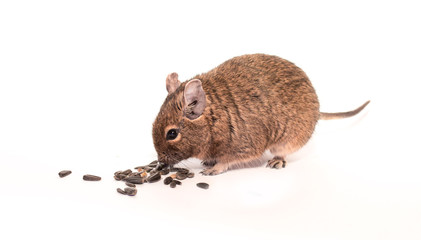 Chilean squirrel Daegu eats sunflower seeds, isolated on white background. Exotic pet manual little squirrel.
