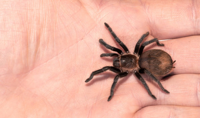 Tarantula spider on a man's hand close up isolated on white background. The concept of fear and Halloween holiday. horror