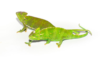 Beautiful Chameleon closeup isolated on white background. Multicolor beautiful reptile chameleon with colorful bright skin. The concept of disguise and bright skins. Exotic tropical animal.