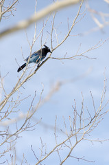 Stellar's Jay in Aspen Tree Vertical