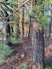 Obraz premium Forest 