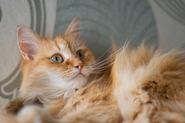 cute sleeping ginger cat at her house