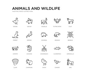 set of 20 line icons such as cockroach, cocoon, coyote, desman, echidna, ermine, ferret, flying dove, gazelle, gecko. animals and wildlife outline thin icons collection. editable 64x64 stroke