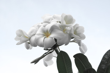 Seychelles flower