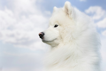 Fototapeta premium Portrait of a dog