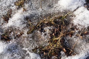 Abstract spring background of grass  under melting snow.