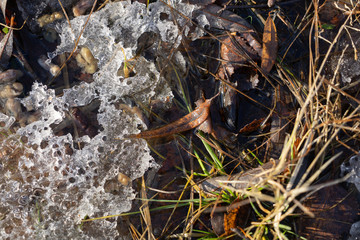 Abstract spring background of grass  under melting snow.