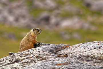 WIlderness Rockchuck