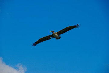 flying pelican. the pelican flies in the blue sky with white clouds