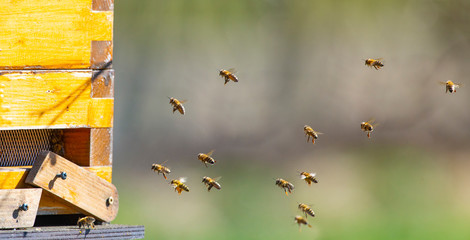 bee hive - bee breeding (Apis mellifera) close up