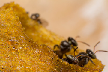 Stingless bees stand front of nest, Stingless bees gathered on nest hole, close up stingless bee on nest,  Thailand.