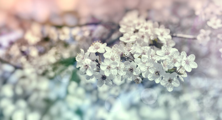 Flowering branch of fruit tree, beautiful nature in spring