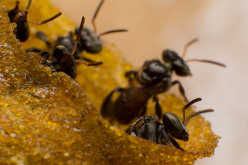 Stingless bees stand front of nest, Stingless bees gathered on nest hole, close up stingless bee on nest,  Thailand.