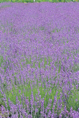 Fototapeta premium Presence of lavender fields - ラベンダー畑の存在感