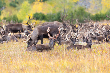 herd of reindeer in the tundra in autumn