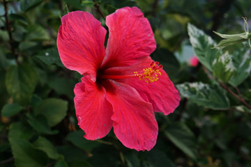 Seychelles flower