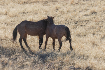 Pair of Wild Horses Sparring in the Utah Desert