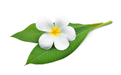 frangipani or plumeria , tropical flowers with green leaves isolated on white background