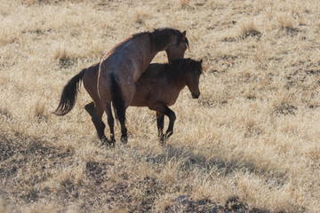 Pair of Wild Horses Sparring in the Utah Desert