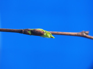 Blossoming birch leaves on a blue background. It's spring.