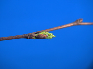 Blossoming birch leaves on a blue background. It's spring.