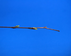 Blossoming birch leaves on a blue background. It's spring.