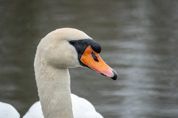 a white swan swimming on a lake