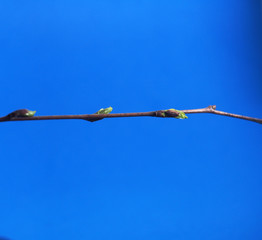 Blossoming birch leaves on a blue background. It's spring.