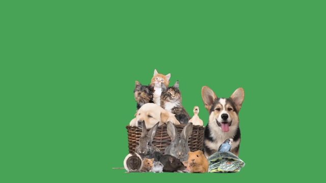 group of animals on a green screen