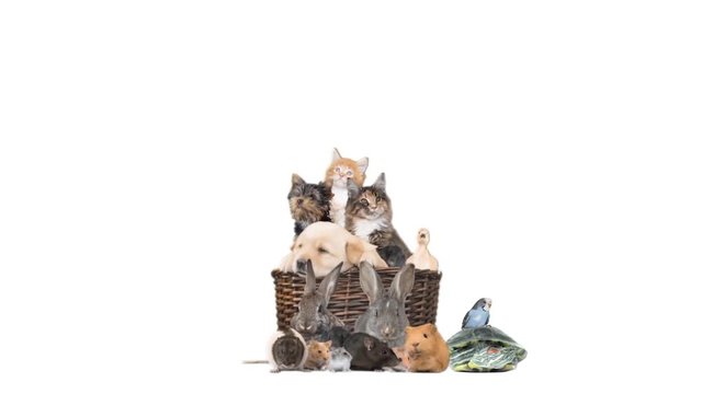 group of animals on a white background 