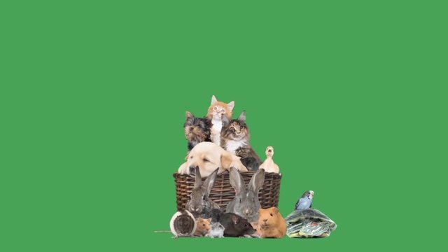 group of animals on a green screen
