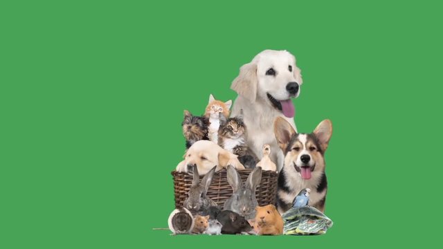 group of animals on a green screen