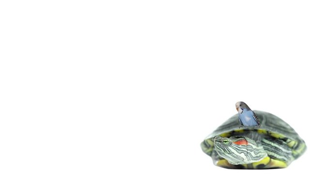 turtle and parrot on white background