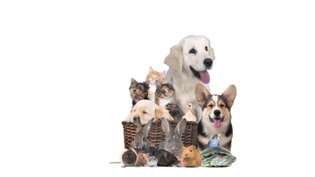 group of animals on a white background 