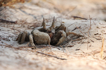 crab play  sand on the beach.