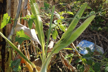 banana leaf plant village