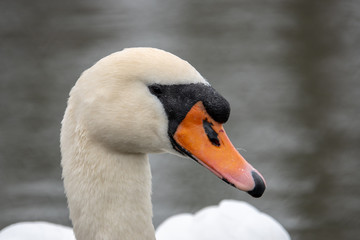 a white swan swimming on a lake