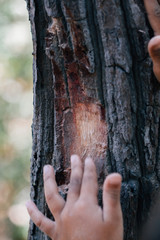hand holding a tree