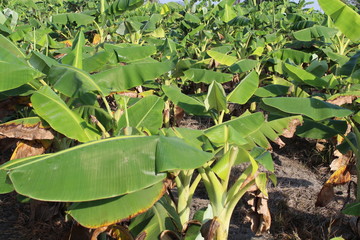 banana leaf plant village
