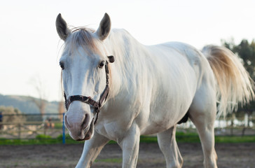 Obraz na płótnie Canvas horse at livestock