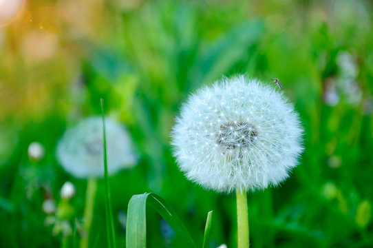Closeup image of a beautiful magnificent white flower dandelion. Beauty and tenderness of nature concept. Mosquito sitting on a dandelion