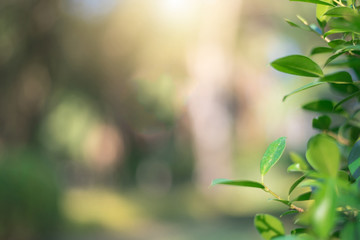 Obraz premium The green leaves with the most beautiful of the blurred background are presented in the morning. It very comfortable and peace when we see. In addition, the green leaves help us to relax and fresh.
