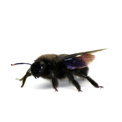 Schwarze Horniss Holzbiene Xylocopa auf weißem Hintergrund