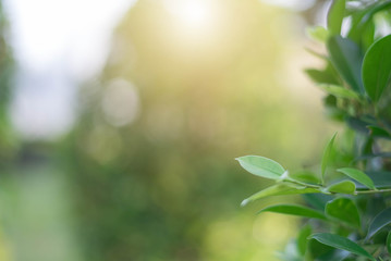 The green leaves with the most beautiful of the blurred background are presented in the morning. It very comfortable and peace when we see.  In addition, the green leaves help us to relax and fresh.