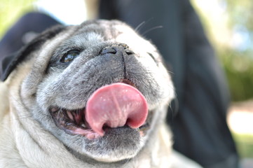 Portrait of an old pug dog looking at camera