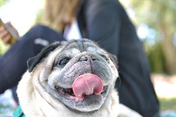 Young adult woman with her dog at the park