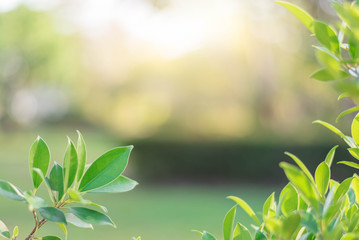 The green leaves with the most beautiful of the blurred background are presented in the morning. It very comfortable and peace when we see.  In addition, the green leaves help us to relax and fresh.