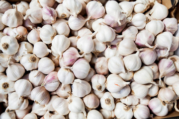 Garlic healthy vegetable